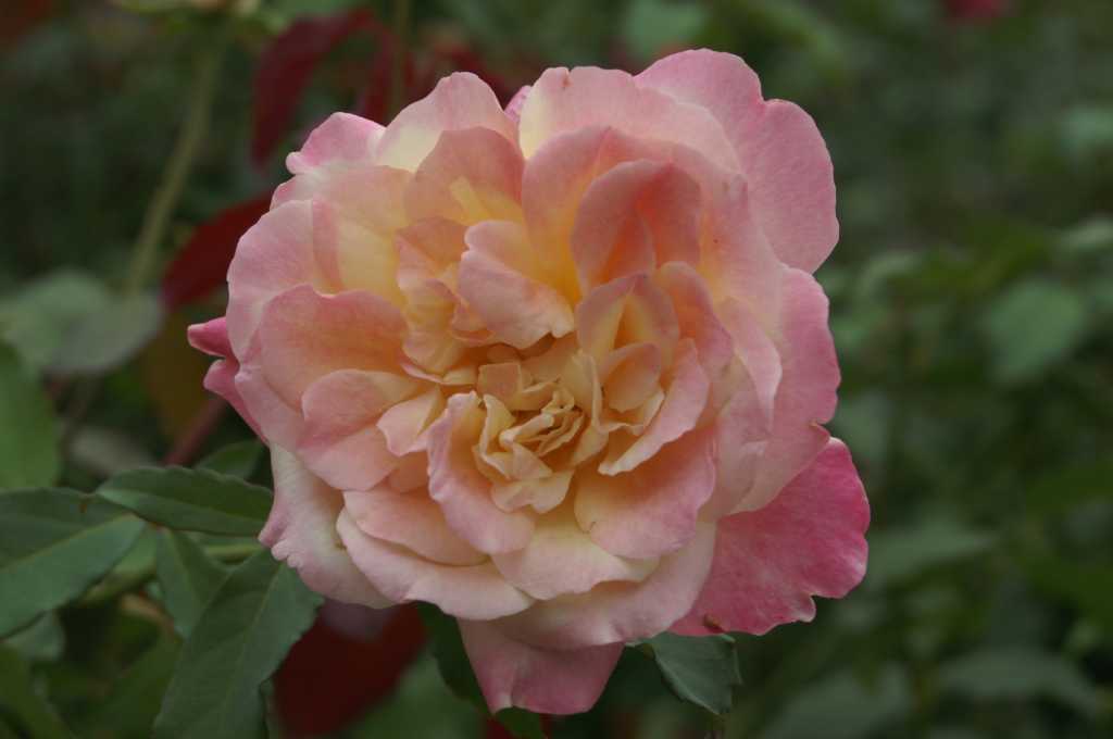 Two old roses earn Earth-Kind status