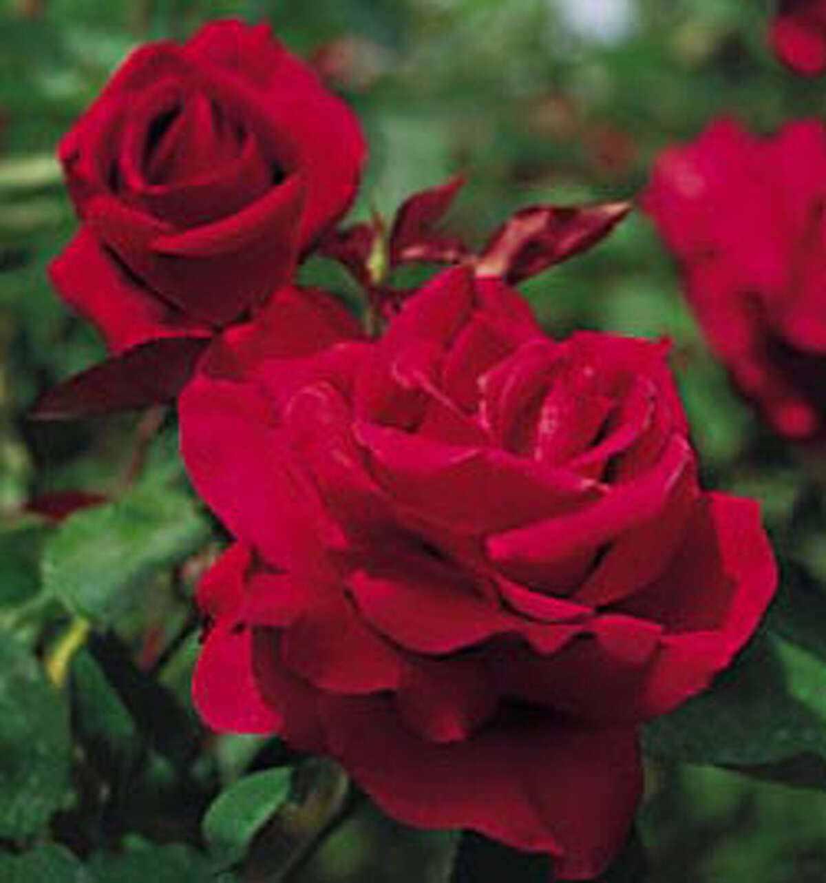 `Mister Lincoln' red rose