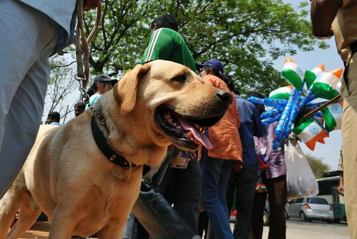 An Indian police sniffer dog sits outside a gate ahead of the start of the ICC Cricket World Cup 2011 match between England and India at The M. Chinnaswamy Stadium in Bangalore on February 27, 2011.