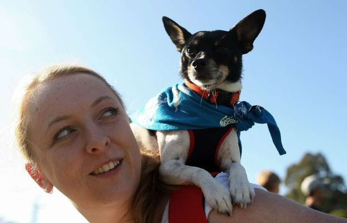 Walkers and dogs take part in the RSPCA Million Paws Walk at Sydney Olympic Park in Sydney, Australia. The Million Paws Walk is an annual fundraising event for the animal welfare organization.