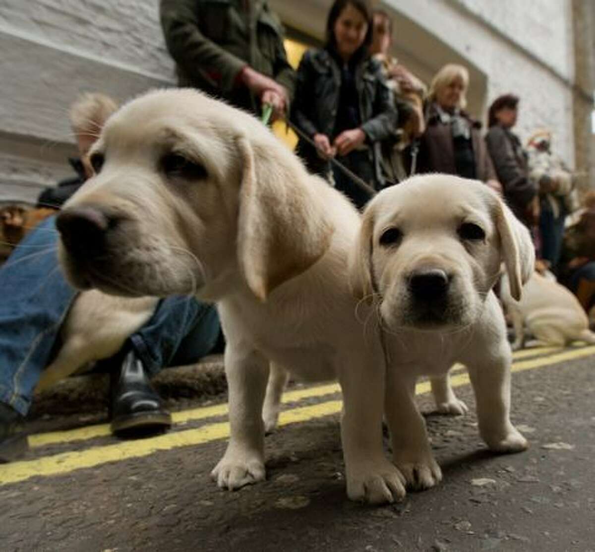 Puppies wait to audition for the new Andrex toilet roll commercial at Pineapple Studios on November 17, 2010 in London, England.