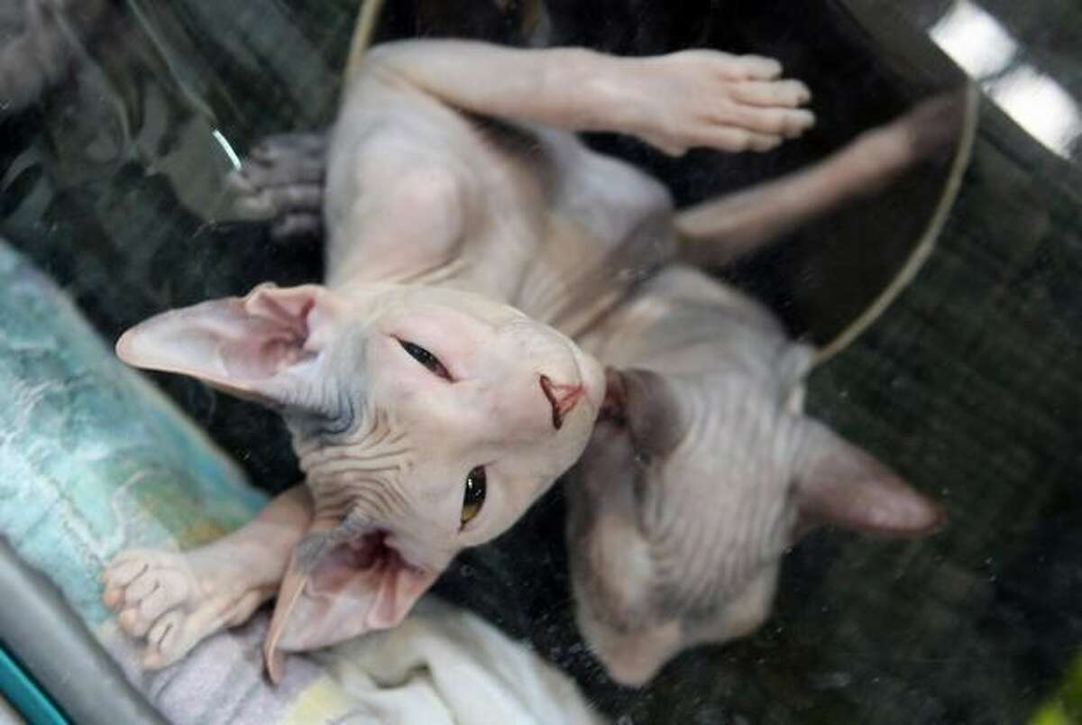 Don Sphynx cats take part in an international cat show in Moshav Beit Hefer near the coastal city of Netanya, north of Israel. The event, which was organised by the World Cat Federation (WCF), featured over 250 breeds of cats.