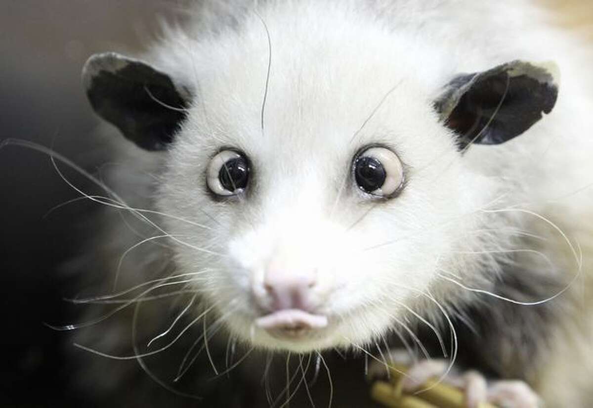 In this file photo, a cross-eyed opossum (didelphis) called Heidi sits in her interim enclosure, in the zoo in Leipzig, Germany. Heidi the cross-eyed opossum is the latest creature to rocket from Germany's front pages to international recognition, capturing the world's imagination with her bright, black eyes turned toward her pointed pink nose. (AP Photo/dapd, Sebastian Willnow, File)