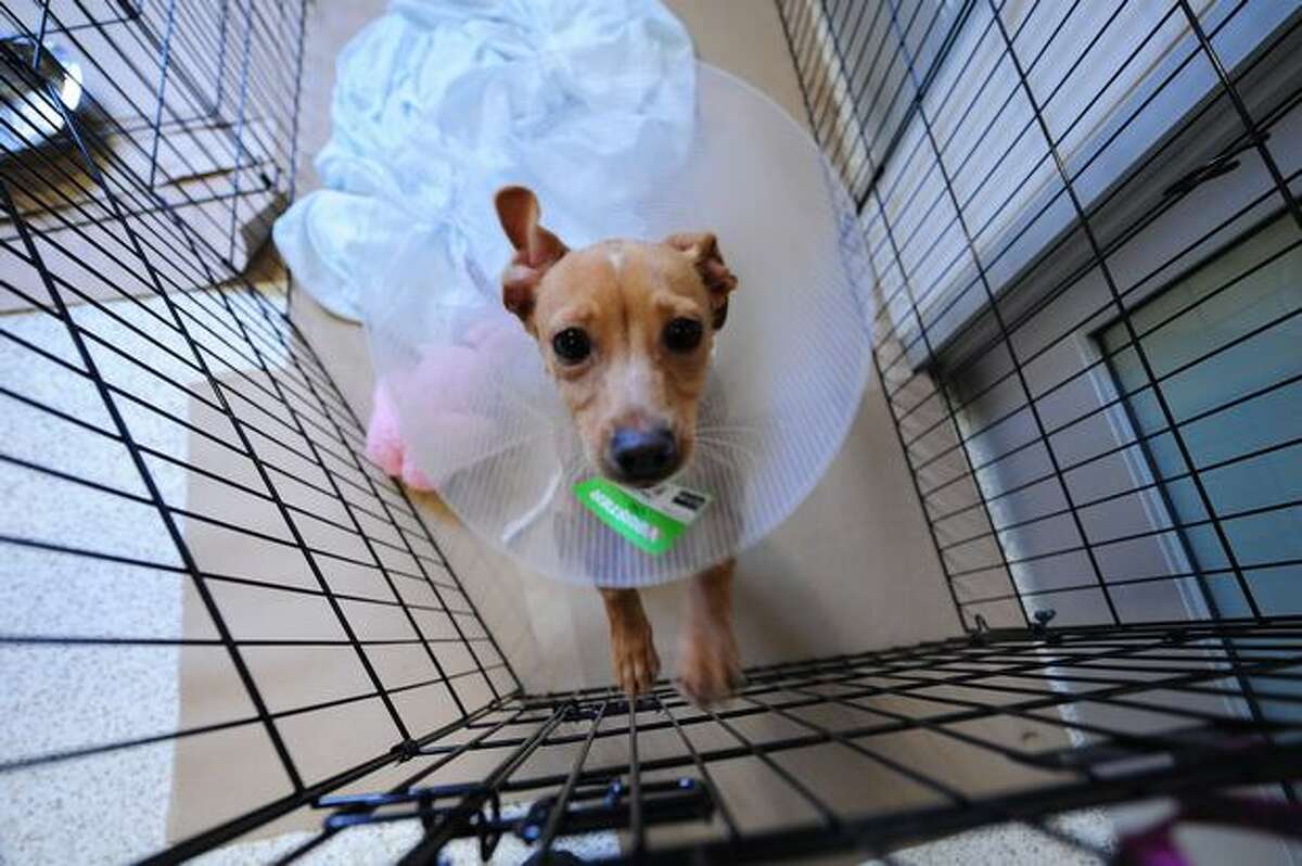 "Bepop", a Chihuahua dog, awaits for adoption at a Manhattan ASPCA after 15 Chihuahuas were flown from California, in New York. Over one hundred people lined up in hope to adopt 15 Chihuahuas, which were flown from San Fransisco, after their owners left them in shelters in California. California shelters are overun with the handbag-size breed while the demand for Chihuahuas in New York is very high.