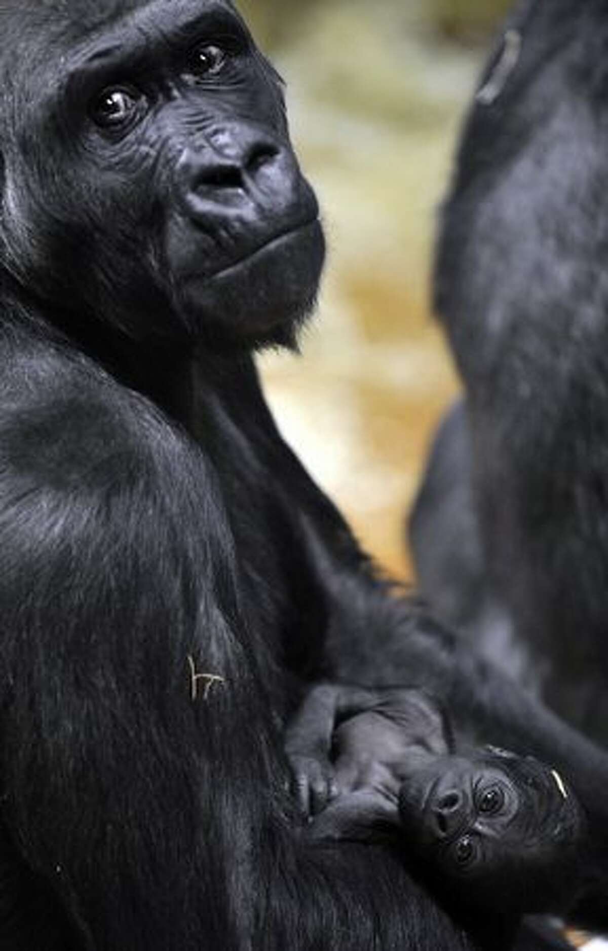 A baby gorilla hangs on its mother N'Yaounda in the Budapest Zoo.