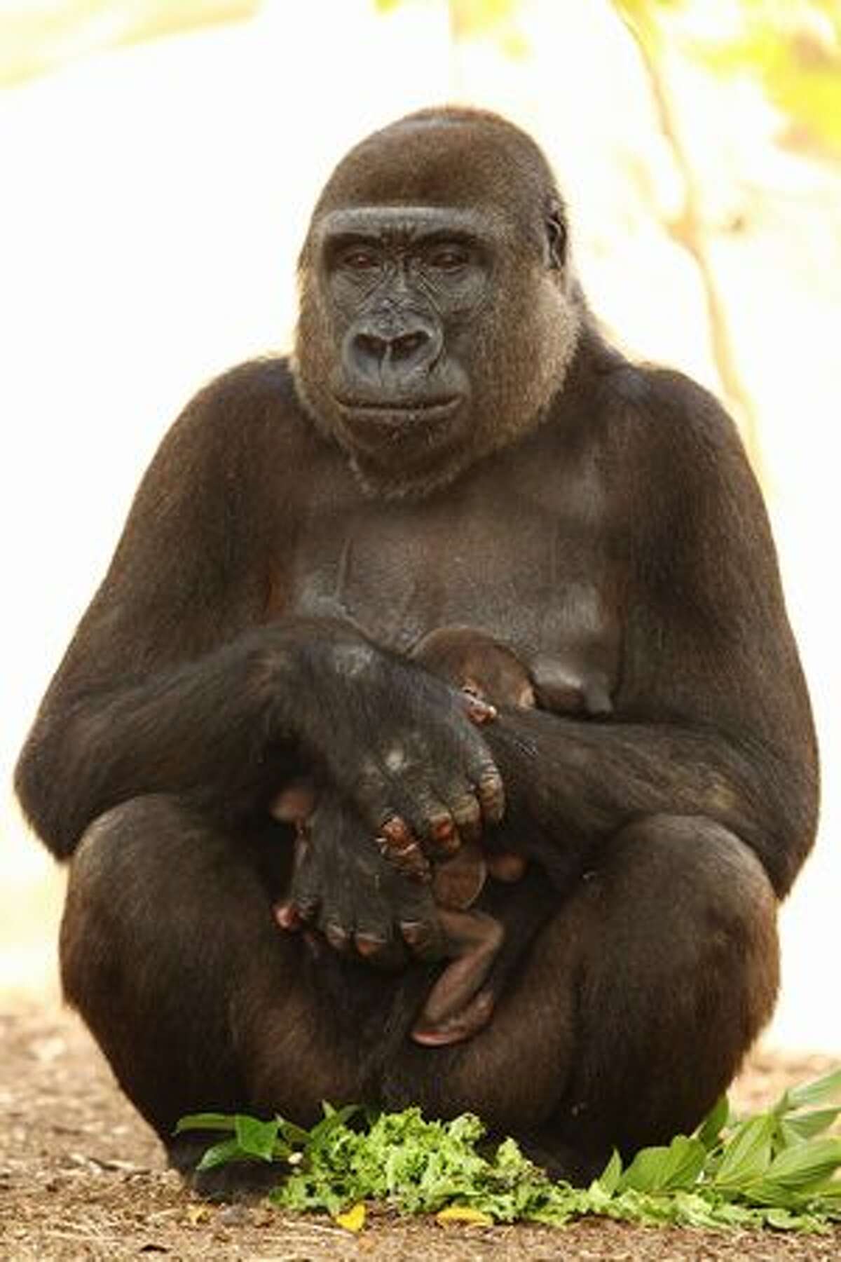 SYDNEY, AUSTRALIA - Baby "Kipenzi" sits in her mother "Kriba's" arms at the Taronga Zoo on Tuesday in Sydney, Australia. The baby western lowland Gorilla, "Kipenzi" was born to mother "Kriba" and father "Kibabu" on January 15th. Western lowland Gorillas are on the critically endangered list.