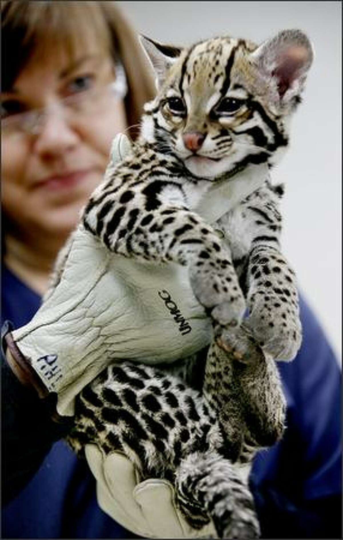 Corisandra, an 18-week-old Ocelot, wakes up from anesthesia in the hands of Linda Moneymaker, a veterinary technician at the Woodland Park Zoo in Seattle on Wednesday. Corisandra and her sibling Novia received physical examinations in the zoo's clinic. They were born at the zoo and will be introduced to the exhibition area in the next two weeks.