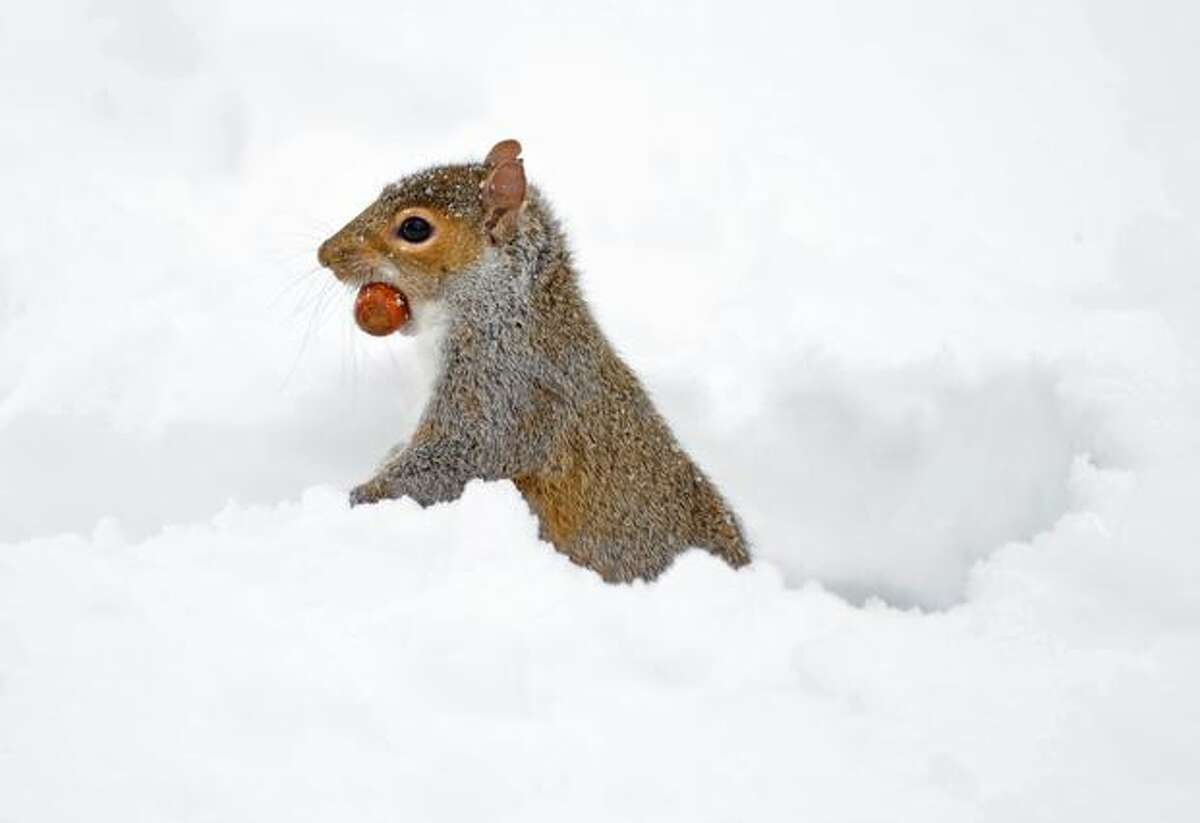 A squirrel holding a nut in its mouth pokes its head out of a burrow in the snow Friday in New York's Central Park.
