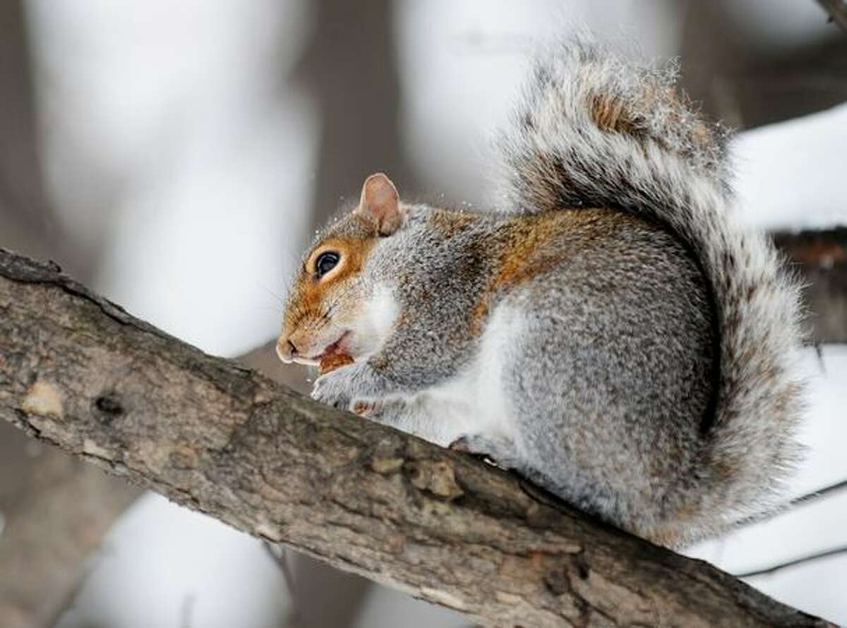 A squirrel high up on a branch eats a nut Friday in New York's Central Park.