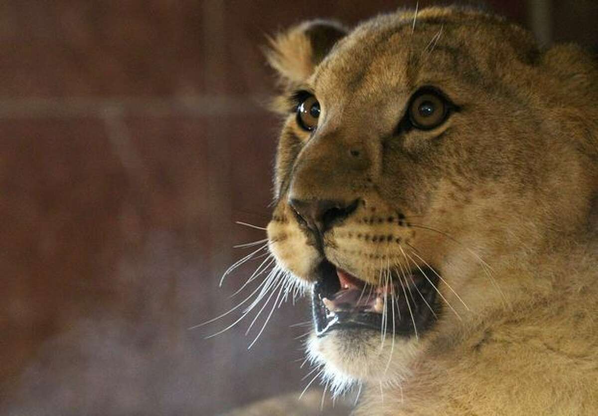 The female of the three Lion cubs, watches from her new enclosure at Noah's Ark Zoo Farm on January 19 in Bristol, England. The eight-month-old new arrivals, two males and a female originally from Linton Zoo in Cambridge, will hopefully be part of a on-going conservation project between the Uganda Wildlife Project and zoos in the UK.