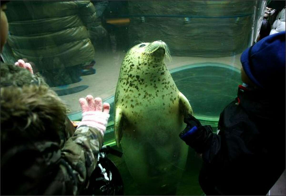 A seal swims in a tube linking two tanks below and above at Asahiyama Zoo in Asahikawa, Japan. Asahiyama Zoo became popular in Japan after the zoo has started displaying animals closer to visitors.