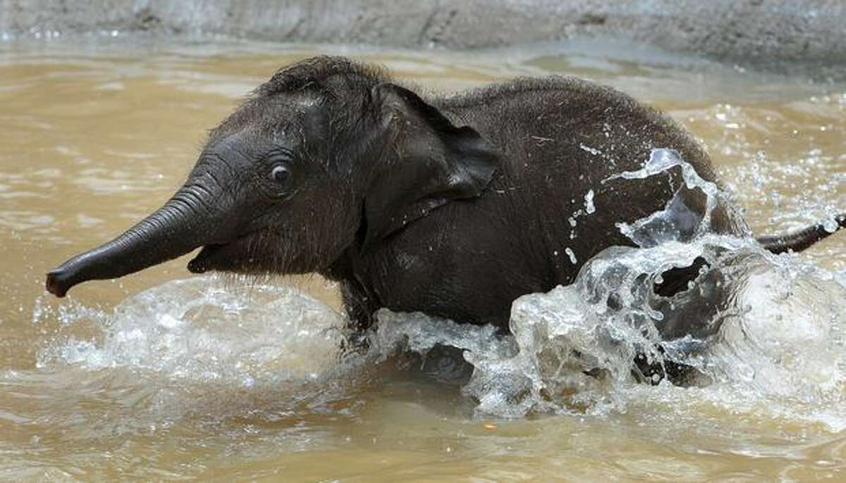 Melbourne Zoo's new Asian elephant - named Baby for the time being - goes for a run through the water after going on display to the public for the first time on Wednesday Feb. 10.