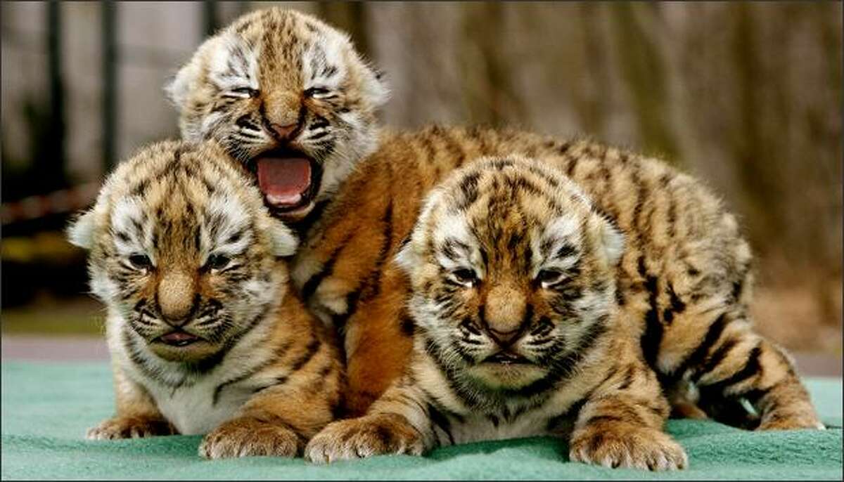 baby siberian tiger images