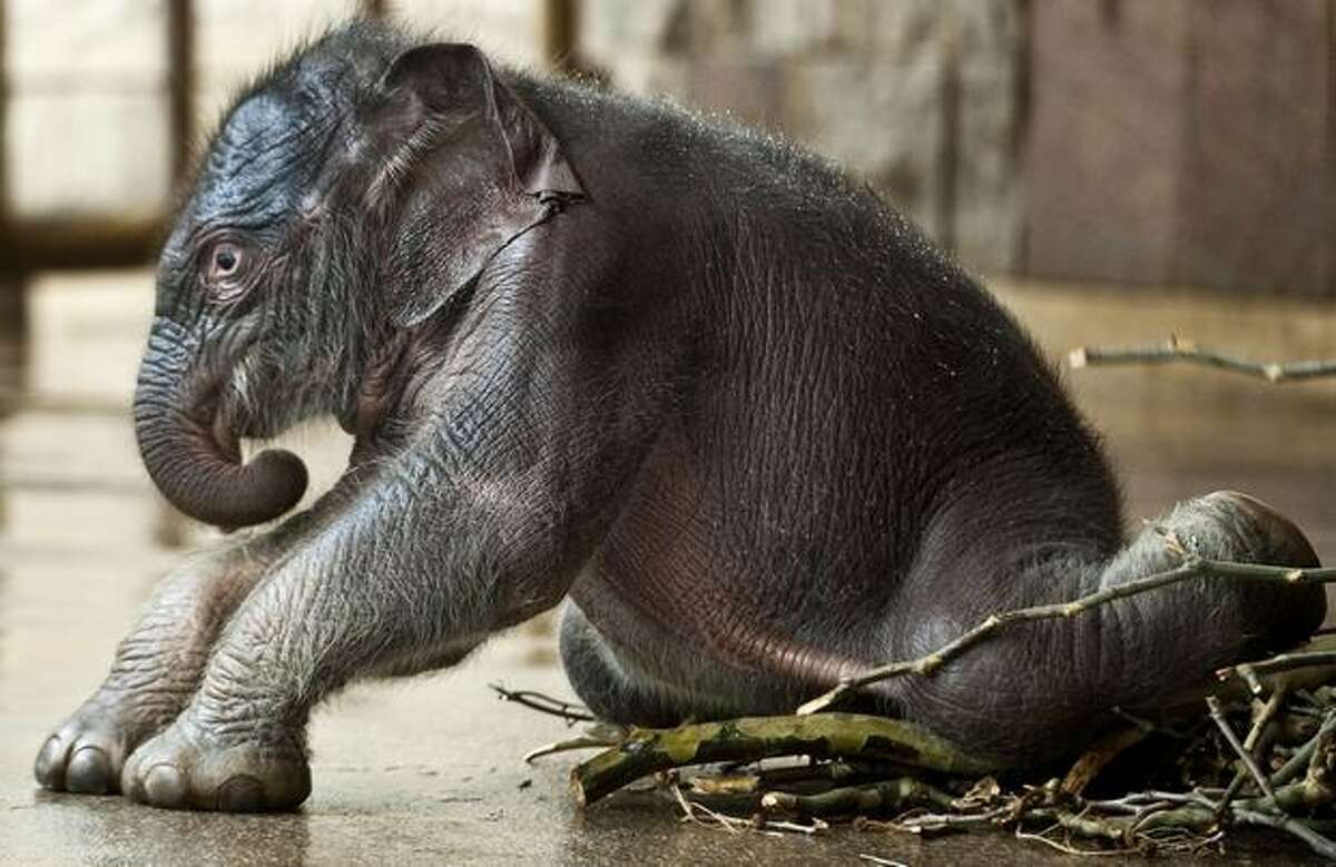 newborn elephant baby