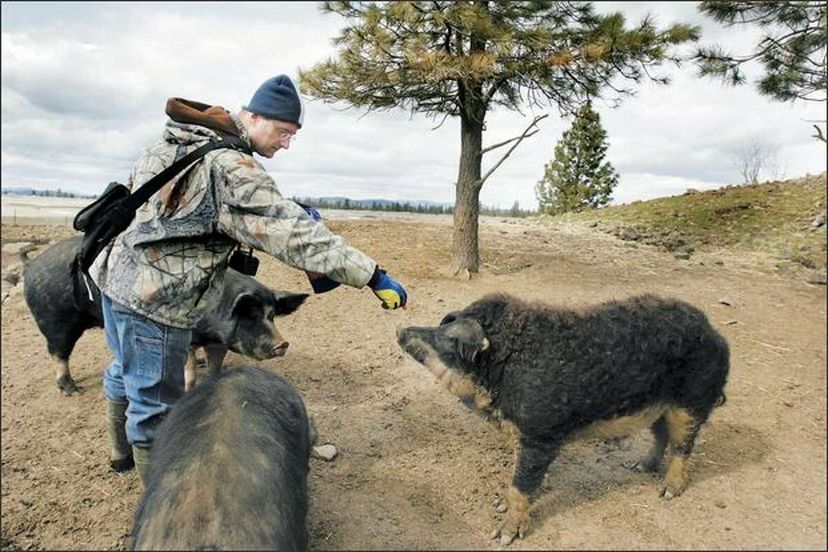 Heath Putnam feeds a snack to a Mangalitsa boar near Spokane. Putnam is the sole U.S. importer of the pricey pigs, prized for their high fat content and earthy flavor.