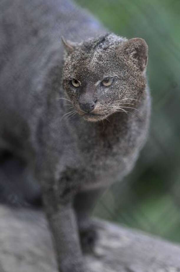 Big plans could bring small wild cat back to Texas ...