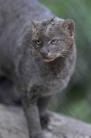 Big Plans Could Bring Small Wild Cat Back To Texas