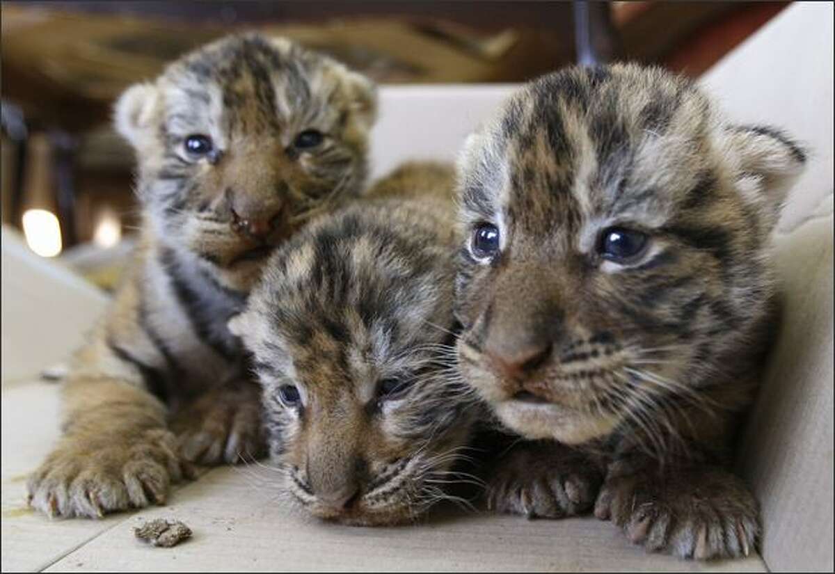 Bengal tiger cubs, named Dareen, Toleen and Lowrence, rest at Universal Animal Zoo near Amman, Jordan. The cubs were born two weeks ago to father Nahar and mother Shorook.