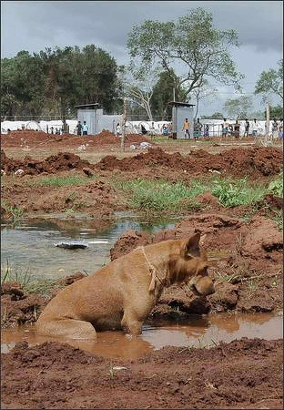 A dog cools off in a puddle of water at the Menik Farm refugee camp in Cheddikulam. UN Secretary-General Ban Ki-moon came face-to-face May 23 with the despair of Sri Lanka's war-hit civilians as he toured the nation's biggest refugee complex, home to 200,000 displaced by fighting.