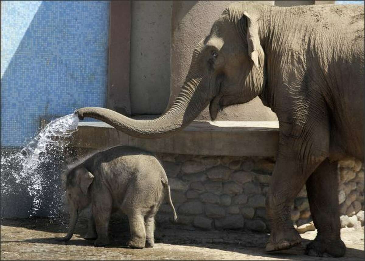 A one-month-old baby Asian elephant calf gets a shower from an adult elephant at the Moscow zoo on Monday. The animal, still unnamed and weighing around 100 kg, is the first elephant born at the Moscow zoo in over a dozen years.