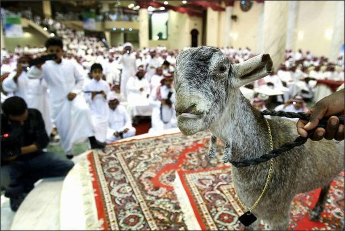 A goat stands in front of attendees during a competition and auction for the best looking and rarest goats in Riyadh.