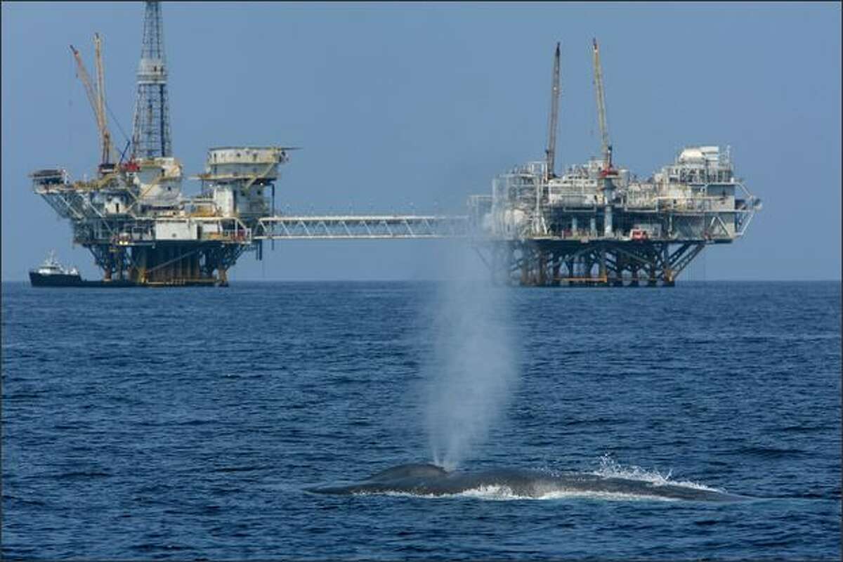 A rare and endangered blue whale, one of at least four feeding 11 miles off Long Beach Harbor in the Catalina Channel, spouts near offshore oil rigs near Long Beach, California. In decades past, blue whales were rarely seen along California's coastline but their migration and feeding patterns are changing. Before whalers stepped up their kill rate in the 1800s, there were at least 220,000 to 300,000 around the world. Today less than 11,000 survive worldwide with 1,200 to 2,000 in the Pacific waters off California.