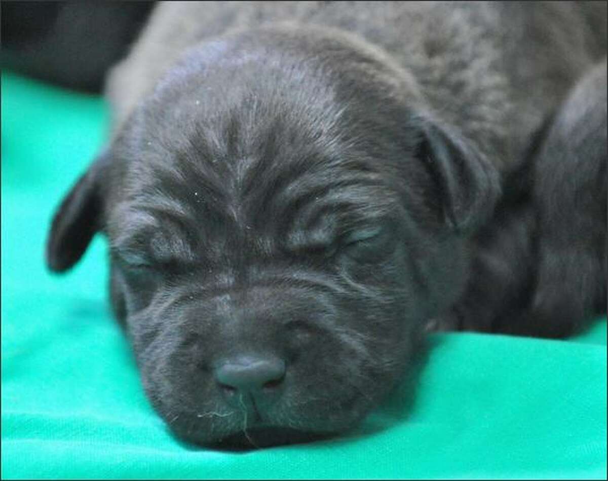 Amazing Animals 8/6/2008