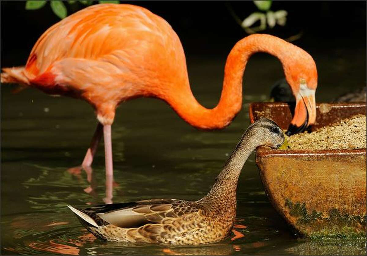 A duck and a flamingo eat out of the same feeding trough in the Hellabrunn animal park in the southern German city of Munich. The flamingo is most common to the Western Hemisphere but can also be found in the Eastern Hemisphere.