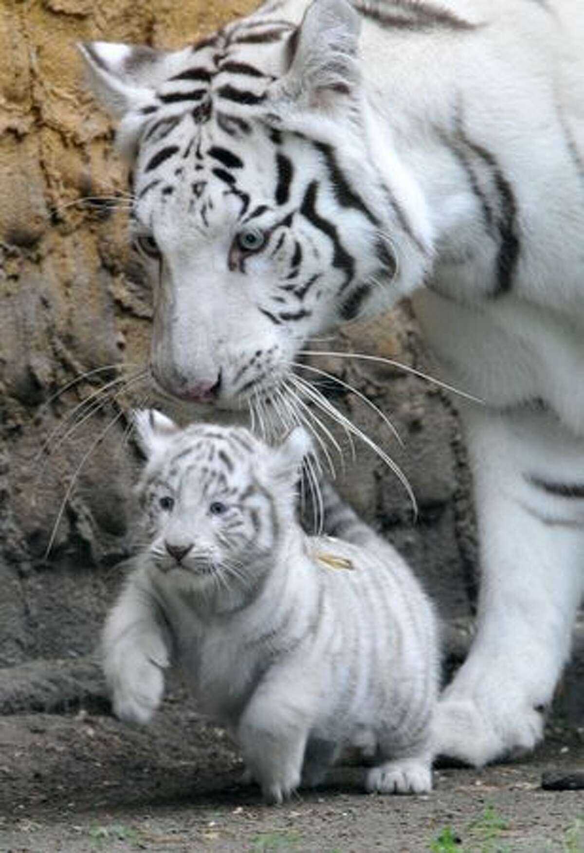 white tiger cubs with mother