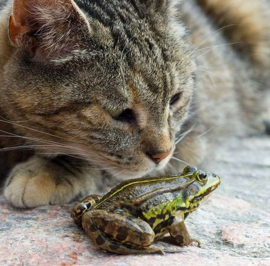 Открытки котоматрица, печать