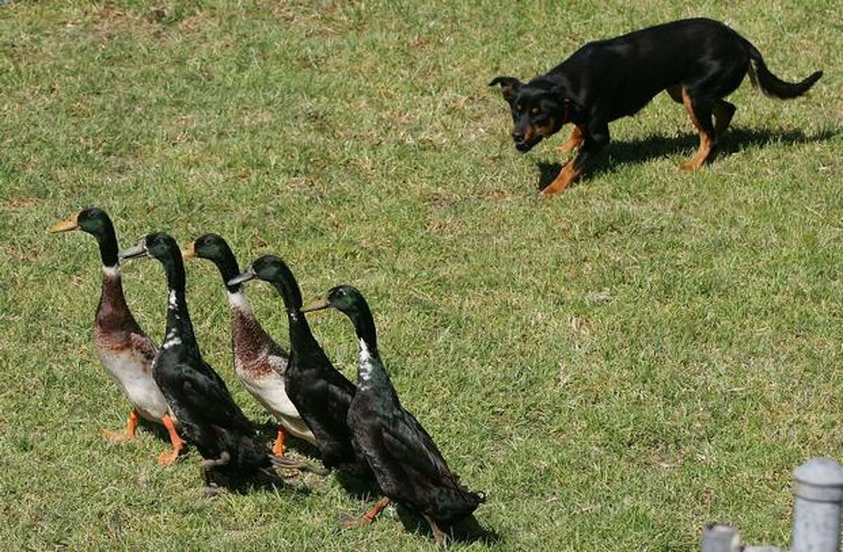 A dog rounds up ducks during the Duck Herding exhibition at the 2009 Royal Melbourne Show held at Melbourne Showgrounds in Melbourne, Australia.