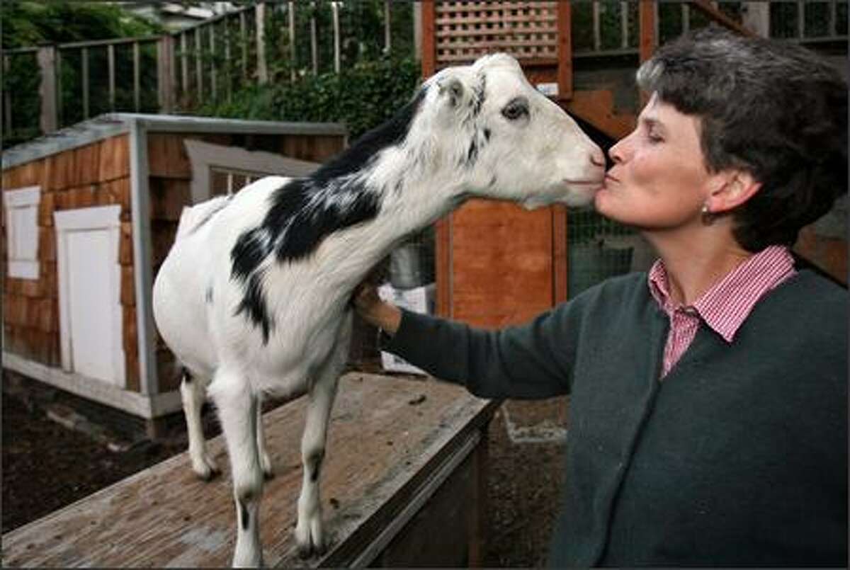 Jennie Grant gets a kiss from her goat Snowflake after milking time at her home in Seattle on Tuesday. Snowflake produces about a half-gallon of milk a day, Grant says.