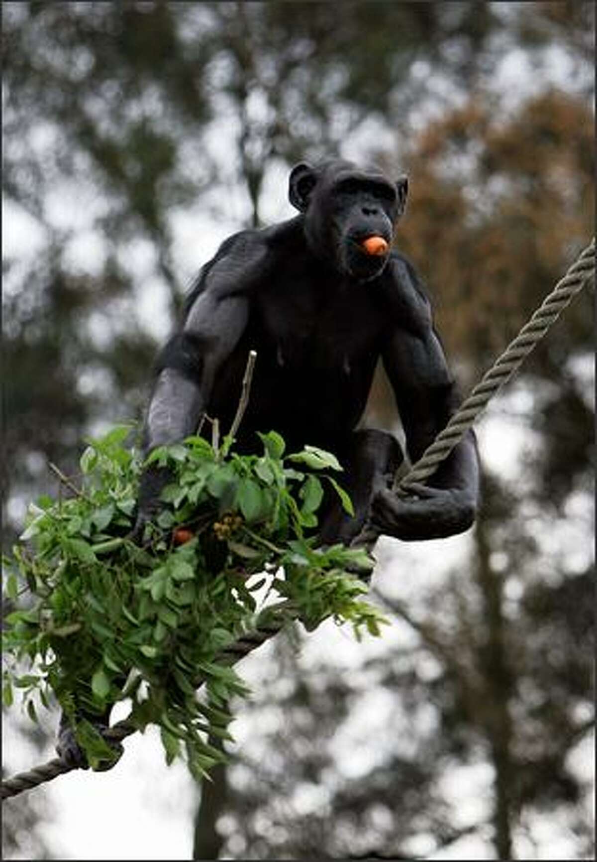 A Chimpanzee climbs a rope after Dr Jane Goodall spoke at Taronga Zoo on in Sydney, Australia. Goodall, the world renowned primatologist, has acknowledged the breeding and work research carried out by the Chimpanzee Group at Taronga Zoo over recent years.