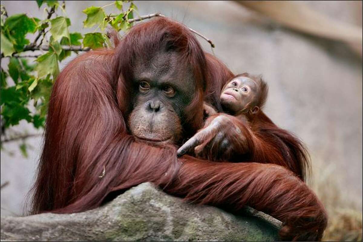 Sophia, a twenty-seven-year-old Bornean orangutan, holds her newborn in her enclosure at Brookfield Zoo in Brookfield, Illinois. The female infant is one of only two orangutan births expected in North American zoos this year. There are an estimated 61,000 orangutans remaining in the wild, a 50 percent decline since 1990.