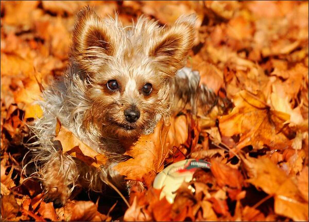 A Yorkshire terrier named Loki plays with a ball through the fallen leaves at the Olympia Park in the southern German city of Munich.