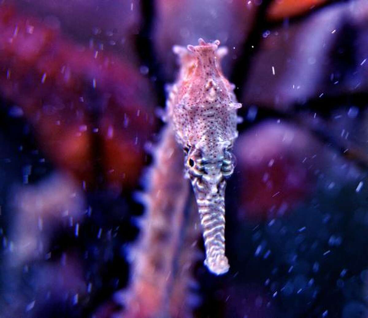 A seahorse, Hippocampus barbouri, is displayed in a tank during the annual Taiwan International Aquarium Expo at the World Trade Center in Taipei on Friday. More then one hundred tanks of fish from nine asian countries will be on display in the four day exhibition. AFP PHOTO / Sam YEH
