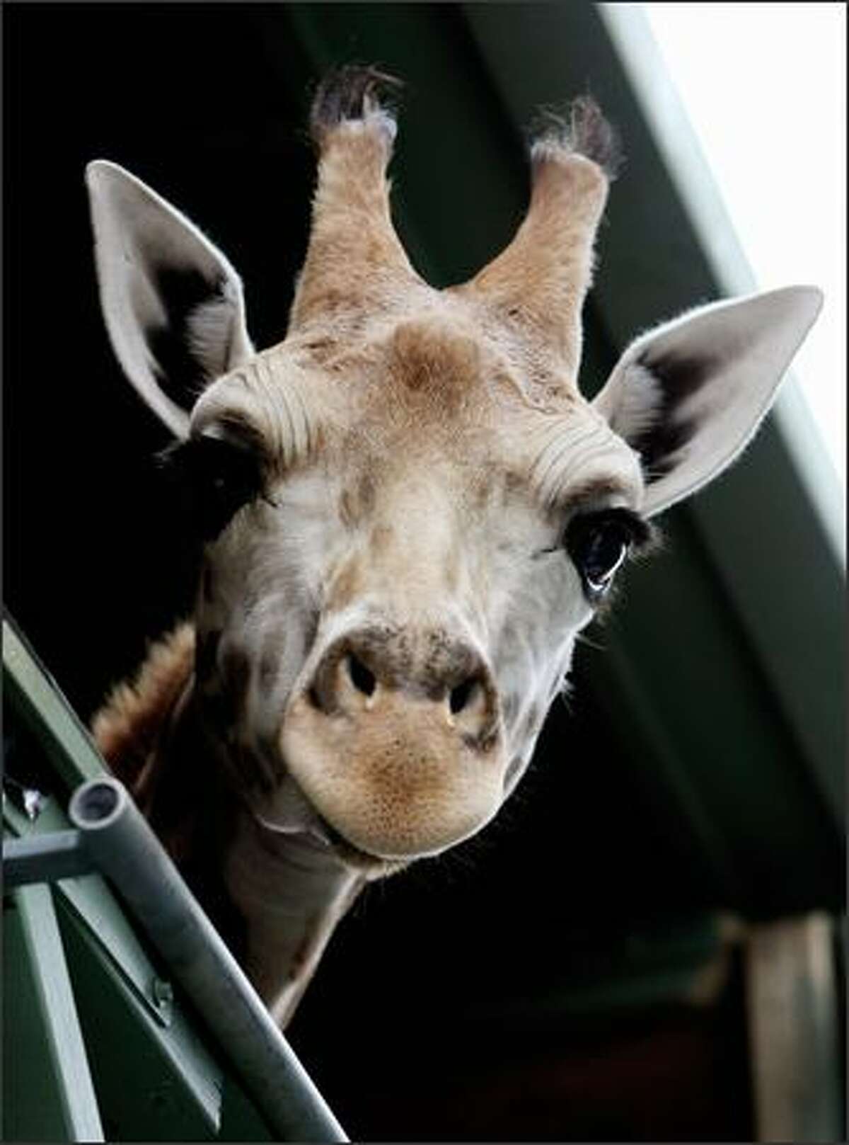 'Forrest' a one year old male Giraffe, looks out from his travelling crate as he is driven away after being unloaded from a ship at Port Botany near Sydney. 'Forrest' and his 16 month old sister 'Ntombi' were shipped from New Zealand's Auckland Zoo to be taken to Taronga Western Plains Zoo before entering their respective breeding programs. AFP