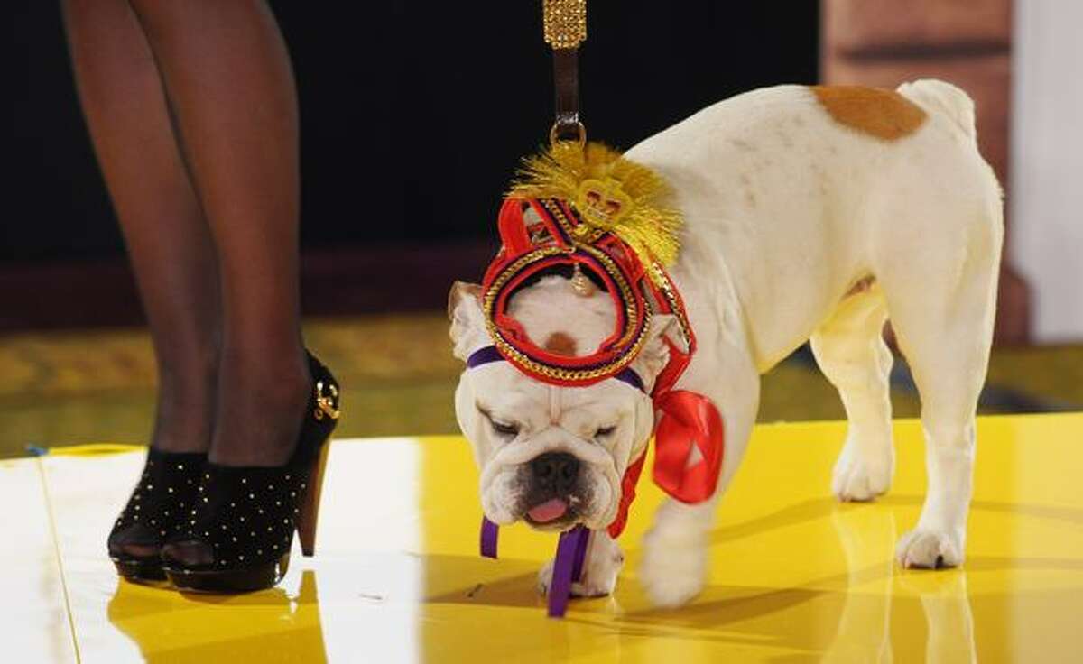 A model walks down the catwalk with a dog during the annual 'Pet-a-Porter' pet fashion show at Harrods in London, England.