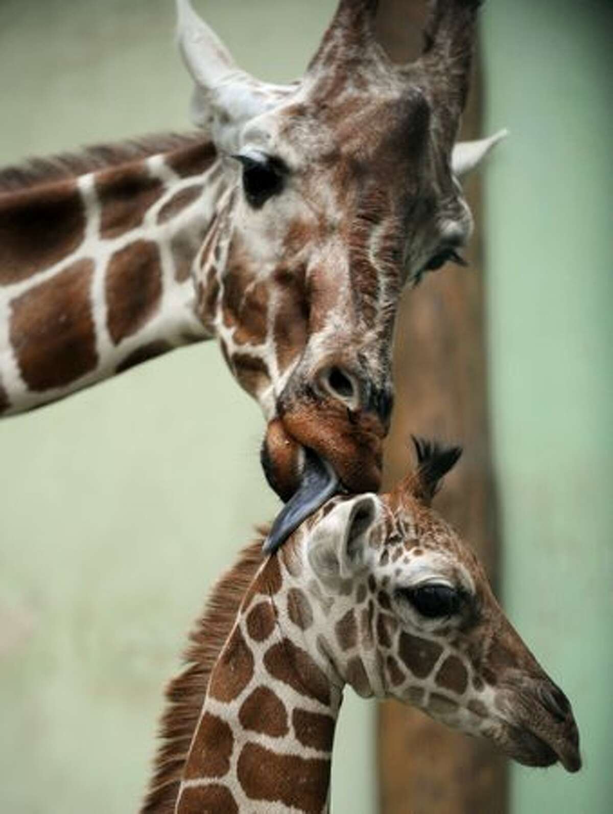 The baby giraffe "Tebogo" is licked by its mother "Monique" in their enclosure at the zoo of Frankfurt/Main, central Germany, during its presentation to the public on Wednesday.