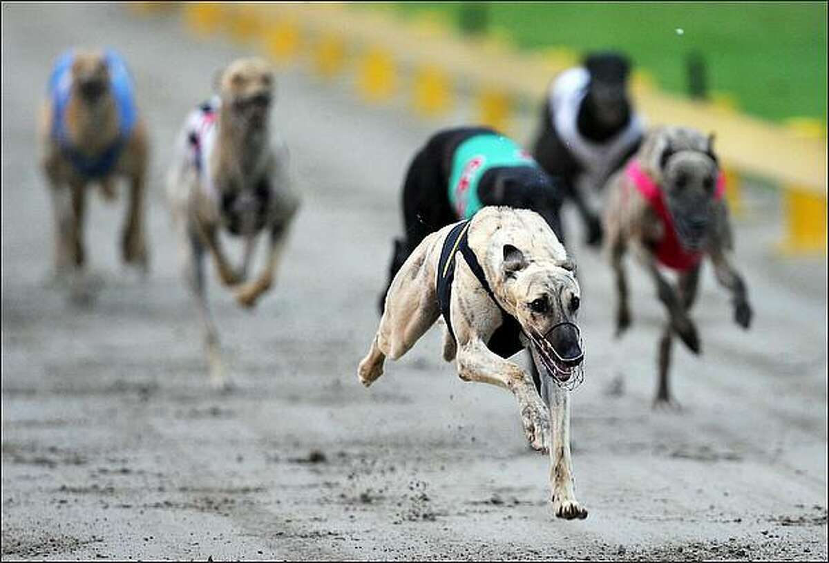 Cawbourne Tiger races home to win the Jack's Wholesale Meats Stake during the 2009 Greyhound Auckland Cup meeting at Manukau Greyhound Racing Club in Auckland, New Zealand. (Photo by Sandra Mu/Getty Images)