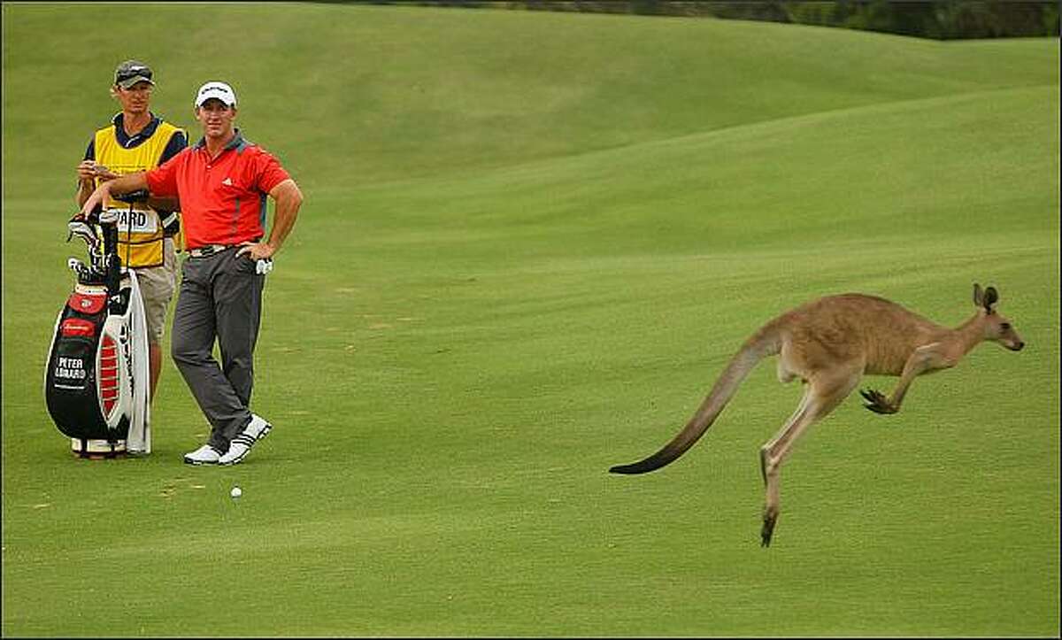 Peter Lonard of Australia watches a kangaroo jump past during day two of the Australian PGA Championship at the Hyatt Regency Resort at Coolum Beach, Australia. (Photo by Cameron Spencer/Getty Images)