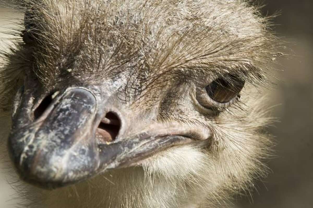 Closeup of an Ostrich (Struthio camelus) at Santa Fe Zoo in Medellin, Colombia. (Photo by FREDY AMARILES/AFP/Getty Images)