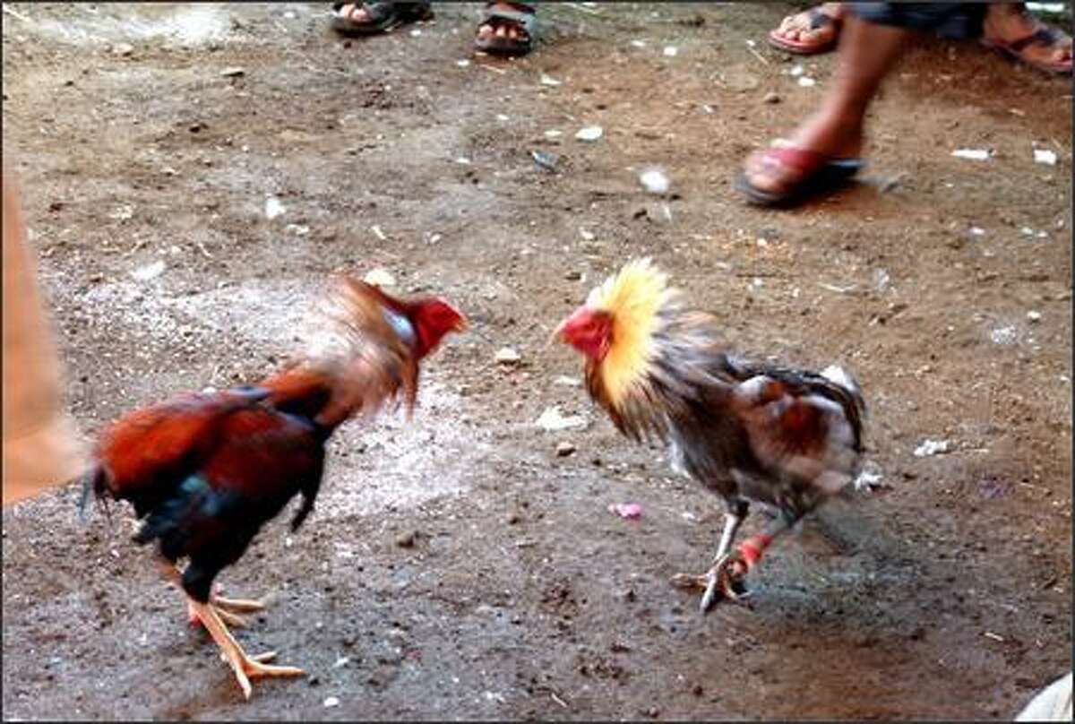 2 men arrested, 300 roosters seized in illegal cockfighting operation