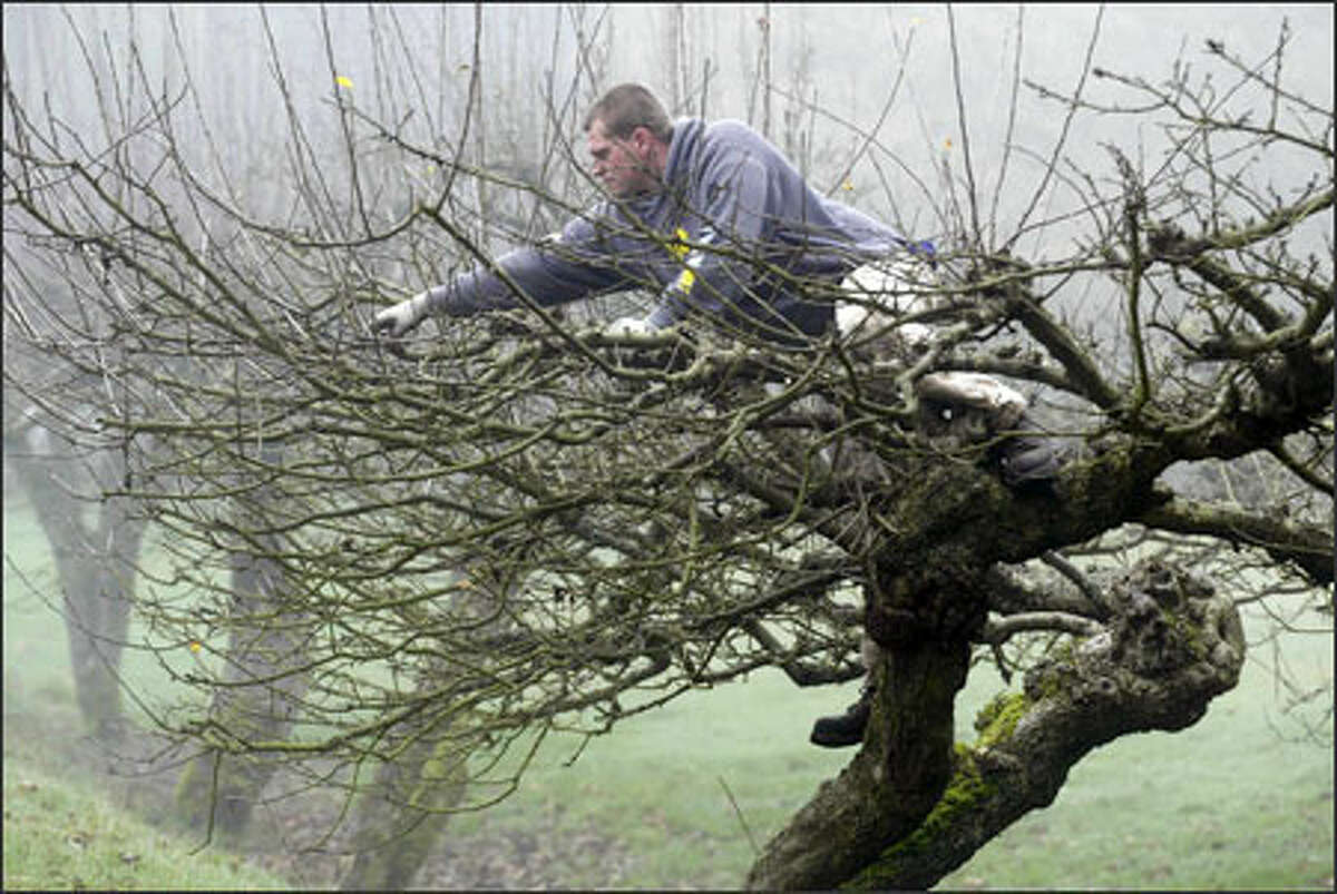 Jesse Browne prunes an apple tree in the fog at his parents' home on Vashon Island.