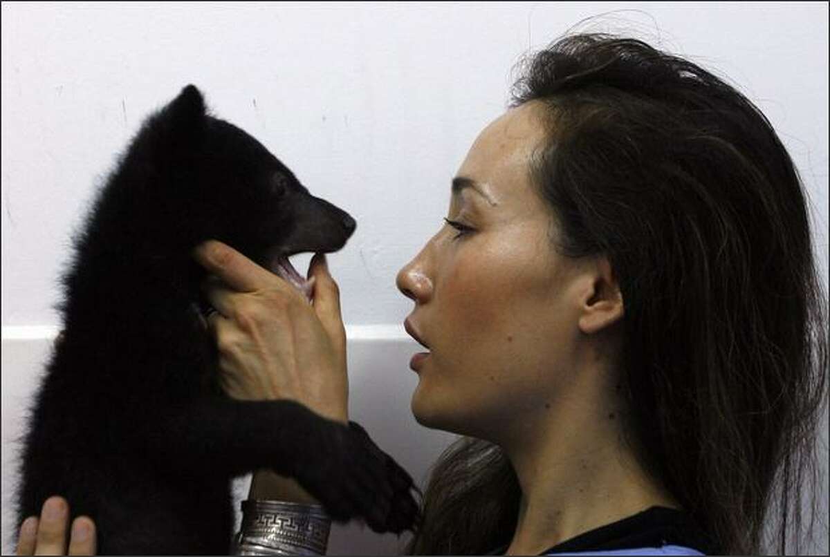 Actress Maggie Q, a goodwill ambassador for Moon Bear Rescue Vietnam, plays with an Asiatic black bear cub at the Vietnam Bear Rescue Centre in Tam Dao National Park, north of Hanoi. Tam Dao National Park director Do Dinh Tien said the new center has a role in trying to influence a cultural change in the Southeast Asian country, where wild animals are hunted and animal parts are still widely used in traditional medicines.