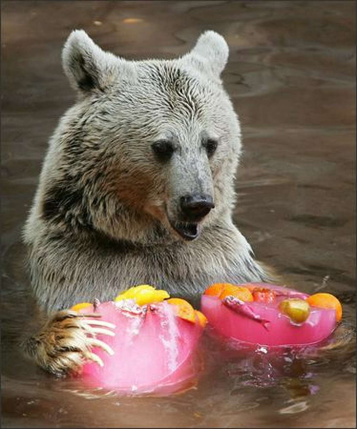 A bear is seen eating two blocks of flavoured ice at the Israeli zoo of Ramat Gan, north of Tel Aviv, as temperatures reached 34 degrees Celsius on Wednesday.