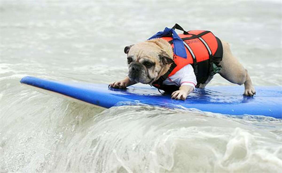Oh, he can surf all right: Deagan shows how it's done at the Surf City Surf Dog competition at Huntington Beach.