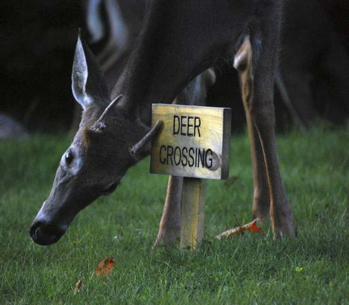 Brace yourself It's cardeer accident season in Michigan