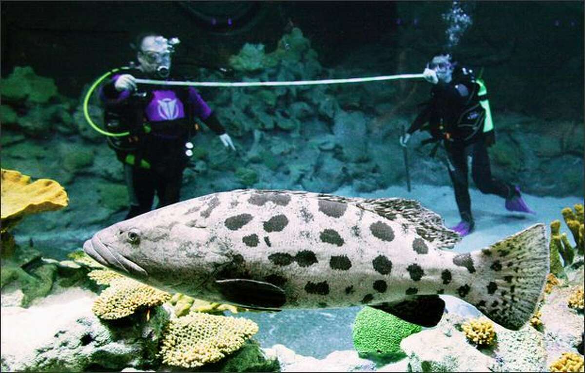 Two zoo minders try to measure a grouper fish called Zorro during the annual inventory at the Hagenbeck tropical aquarium in Hamburg, northern Germany, on Monday. This aquarium has been open to the public since last May.