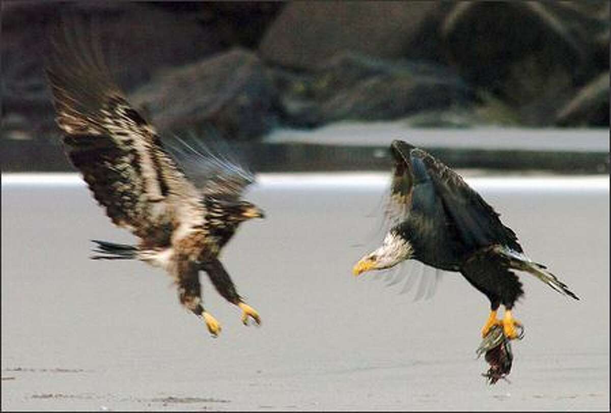 A mature bald eagle tries to flee with the carcas of a salmon as an immature bald eagle takes exception on a beach near the north jetty at Cape Disappointment State Park in Ilwaco.